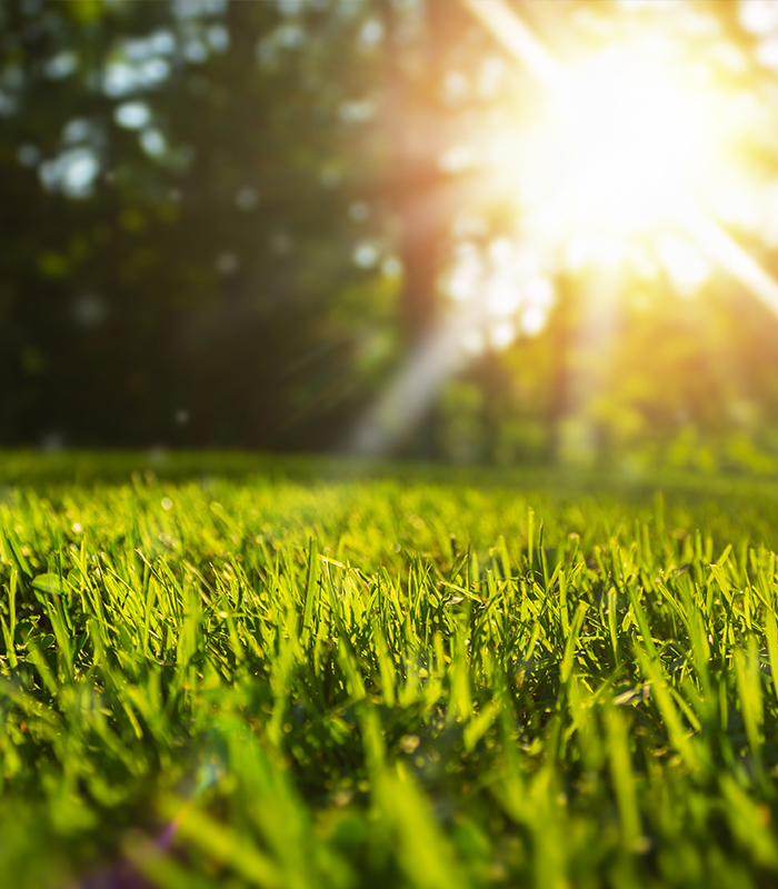 Jackson Michigan Lawn Care